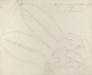 Headfort Housen portaikon kattoruusukkeen suunnitelma, 1772